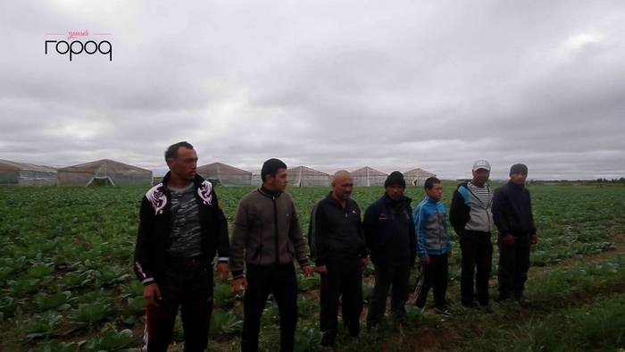 Нелегальные мигранты задержаны на сельхозугодиях (видео)