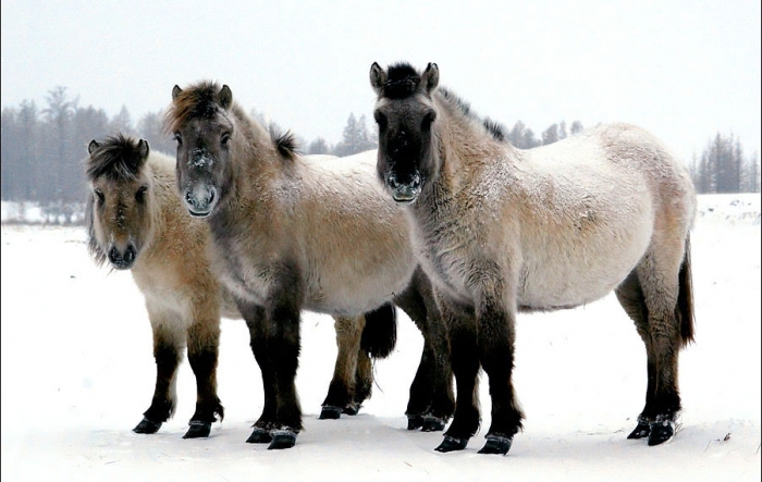 ЯНАО планирует закупить за 9,4 млн руб табун якутских лошадей