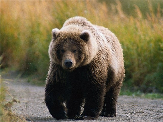В трех районах Якутии проводится отстрел бурых медведей