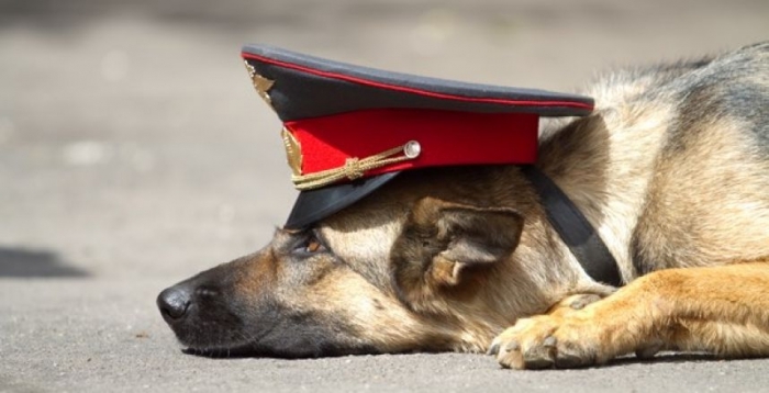 В Якутске пес по кличке "Егерь" задержал двух дачных воров