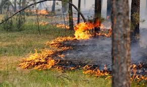 В Якутии пожарами охвачено 504 гектара леса