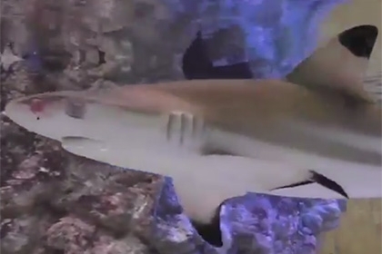 Россияне довели акулу до смерти от нервного срыва