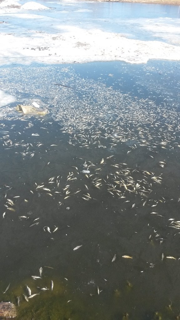 Инспекторы комитета охраны природы: всплытие мертвых рыб – явление привычное
