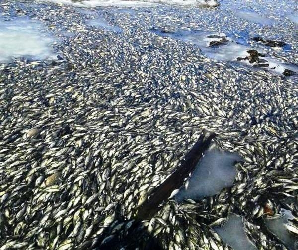 Источник: в Тулагино всплыла мертвая рыба