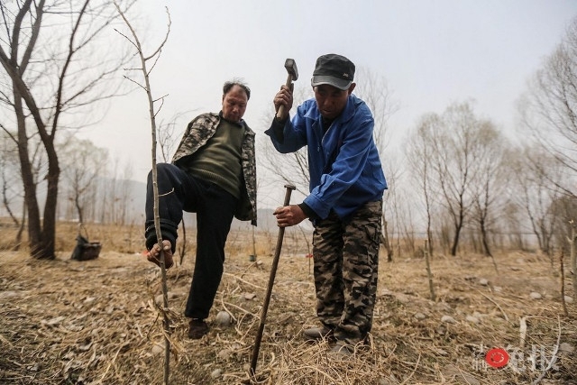 В Китае два друга-инвалида посадили 10 тысяч деревьев, чтобы спасти деревню от потопа