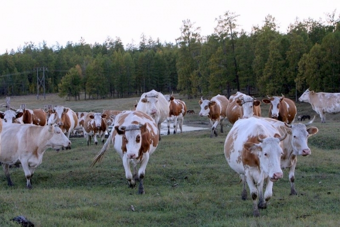 Более 147 миллионов рублей направит Минсельхоз России на развитие фермерства в Якутии
