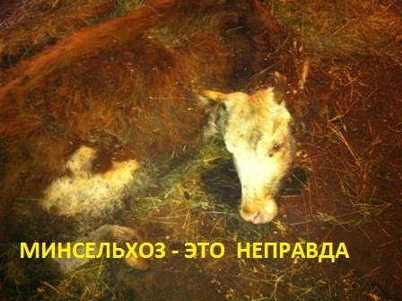 Информация о плохом содержании скота в Усть-Мае ложная - Минсельхоз