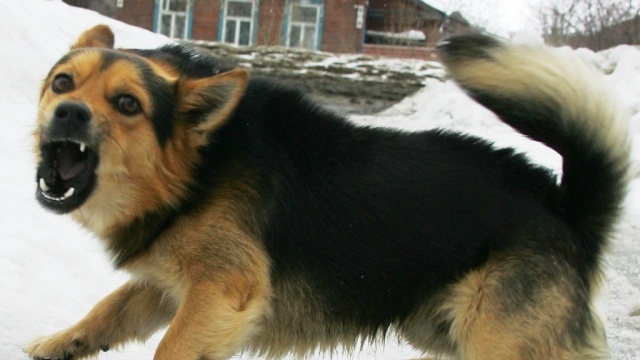 В Якутске женщина от укусов бродячих собак попала в травмотологию