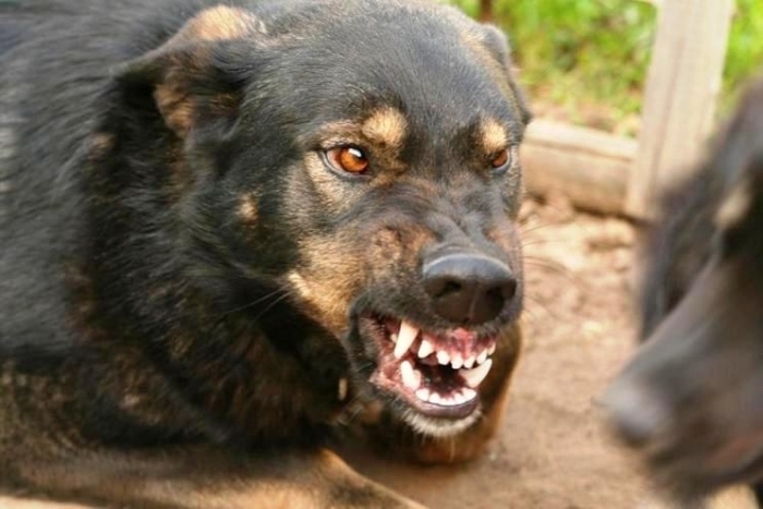 По факту нападения собак на жительницы Якутска проводится проверка