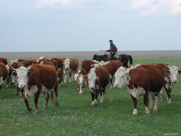 На рынок Якутии поступит говядина из Монголии 
