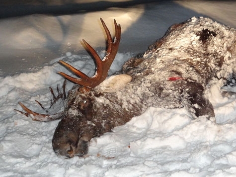 В Якутии полицейские уличили двух мужчин в незаконной охоте на лося