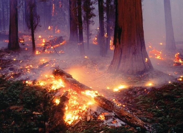 Площадь лесных пожаров в Якутии за сутки увеличилась вдвое