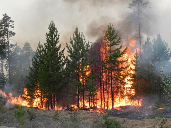 Система охраны лесов от пожаров Якутии признана неэффективной