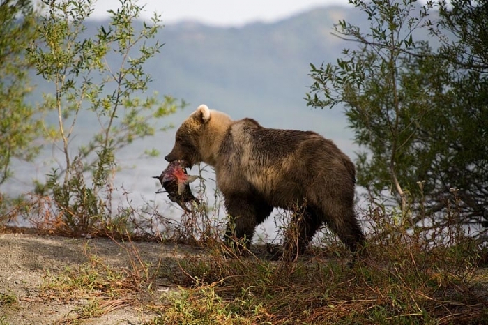 В Нерюнгринском районе на мужчину напал медведь