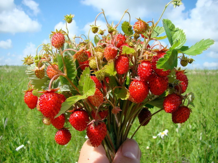 Идём по ягоды: определены сроки сбора дикорастущих ягод