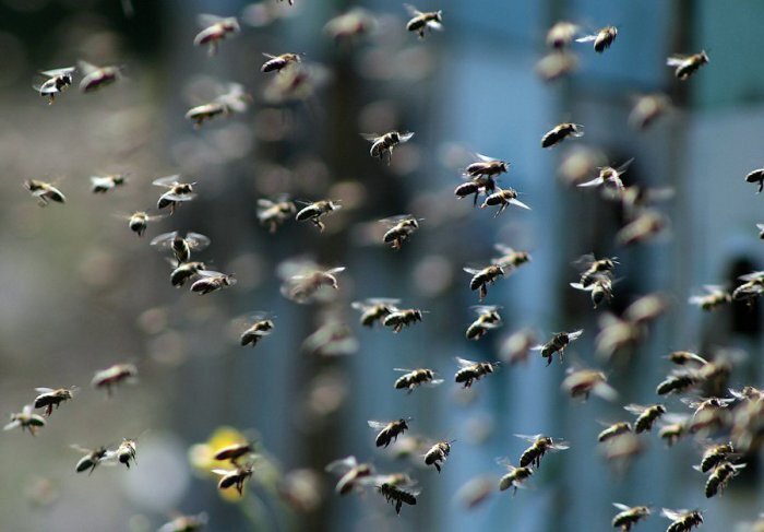 Башкирские пчелы «улетели» в Якутию