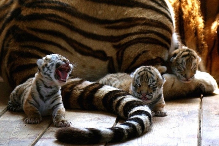 Американских амурских тигров будут переселять в Якутию