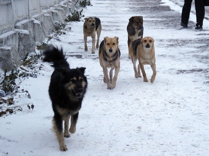В Якутске на подростка напала стая собак