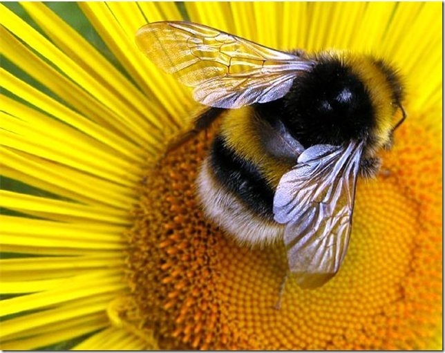 Якутский пчелоцентр объявляет скидки на натуральный мед