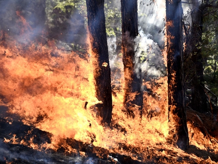 Количество лесных пожаров в Якутии сократилось до 120
