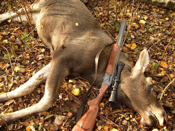 Фотографии убийства лося подтвердили вину двух браконьеров в Якутии