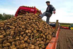 В республике перевыполнен план сбора картофеля и зерновых культур