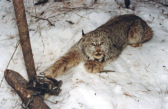 США и Евросоюз учат Якутию гуманной ловле животных