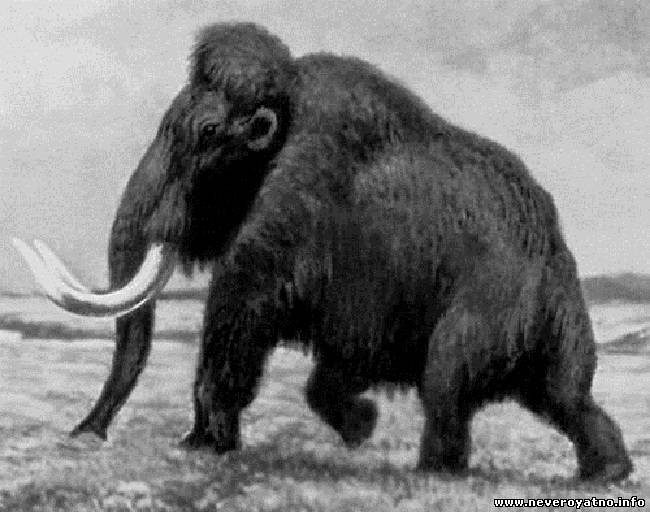 В 1943 году в Якутии был снят на пленку живой мамонт