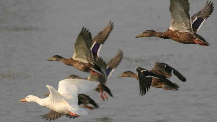 Объявлены официальные сроки охоты на уток и гусей