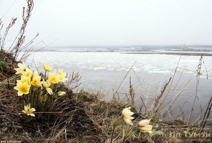 Хроника паводка: Ледоход дошел до Якутска, уровень воды ниже критического в три раза