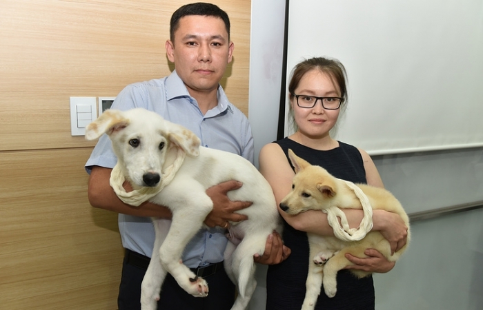 Южная Корея передала России двух клонированных щенков якутской лайки