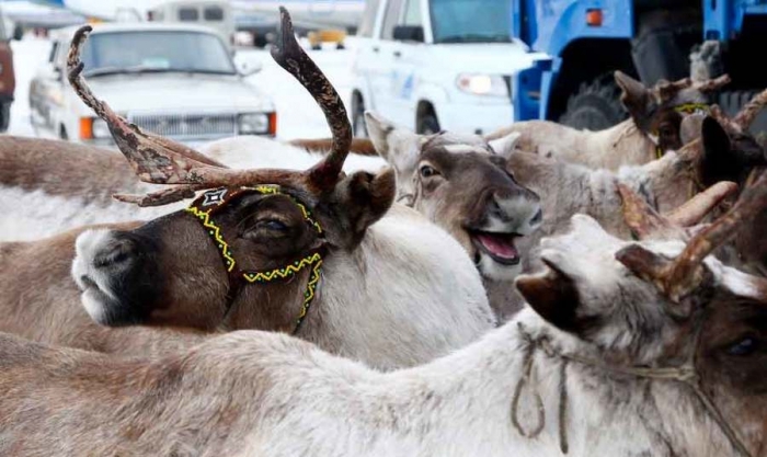 В Якутии субвенции оленеводческим хозяйствам в этом году возрастут почти на 50%