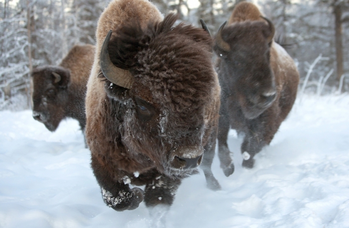 Лесных бизонов выпустят на волю в Якутии после почти 10 лет акклиматизации