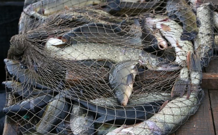Кобяйский браконьер наловил рыбы на «условку» и 100 тысяч рублей штрафа