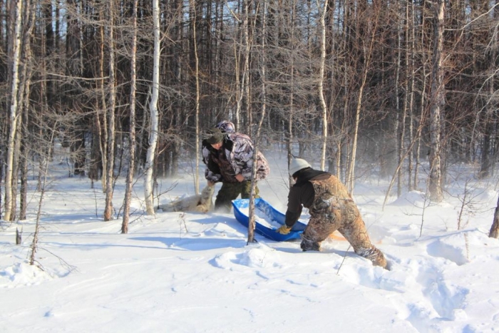 Волков отстреливают с вертолетов в трех районах Якутии