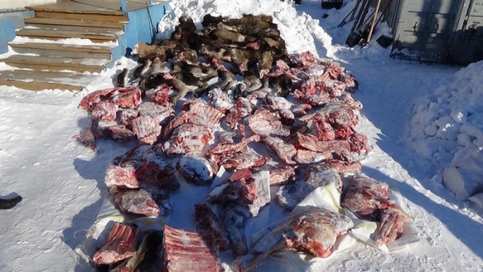 Незаконной факт охоты на лося выявлен в Якутии