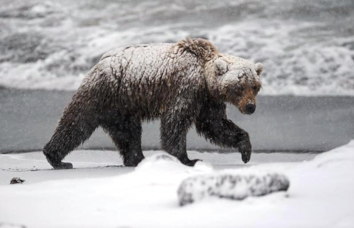 Медведь-шатун был ликвидирован в Алданском районе