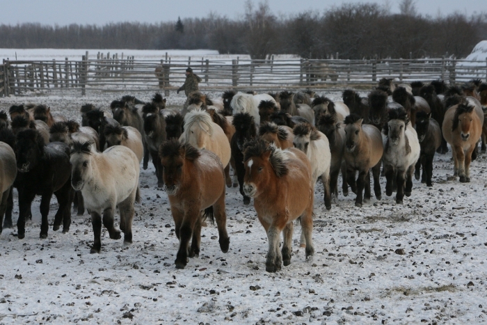 Коневодческие хозяйства на севере Якутии вынуждены забивать жеребят из-за отсутствия корма