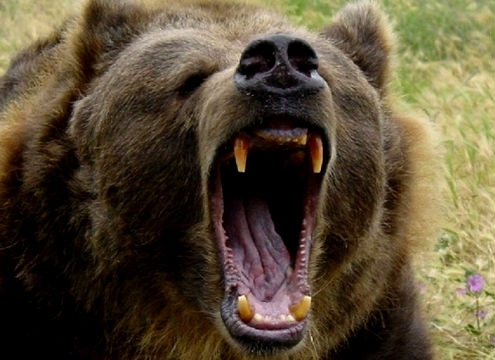 Медведь напал на сотрудника АЛРОСА в Якутии