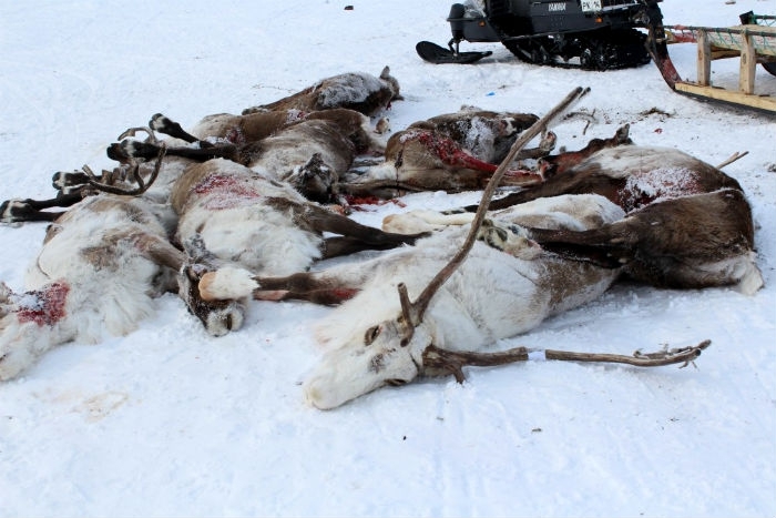 Убийцы оленей в Тикси отделались легким испугом