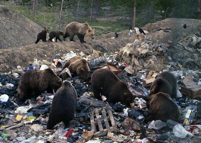 Эксперт: чистота в поселениях снизит число нападений медведей на людей