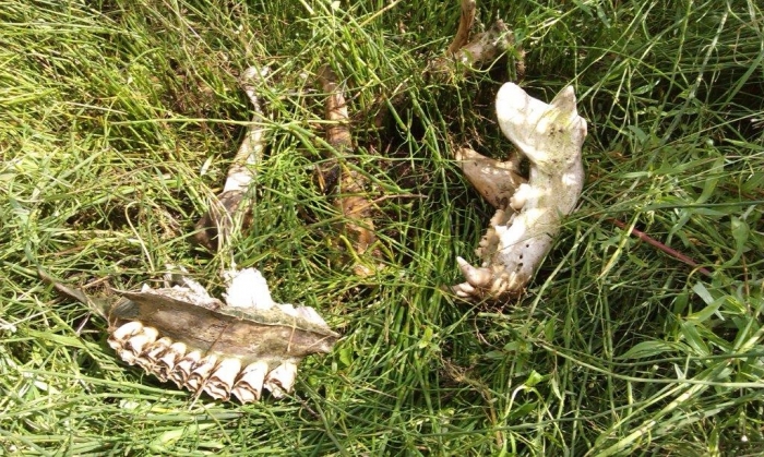 Дикие животные гибнут на линиях электропередач в Усть-Майском районе