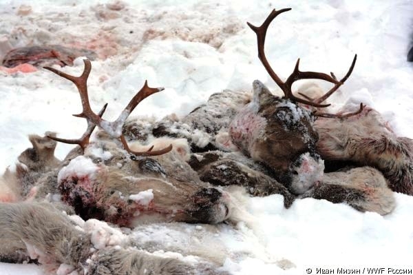 За убийство 15 оленей браконьер заплатит 675 тысяч рублей