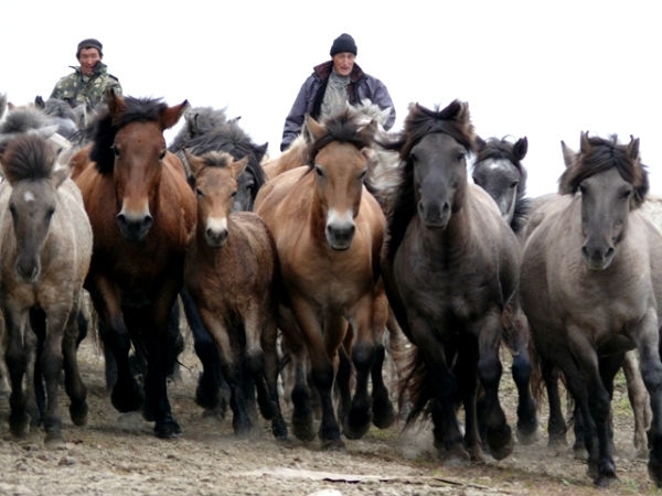 «Сир»: у якутских коневодов и оленеводов могут отнять земли