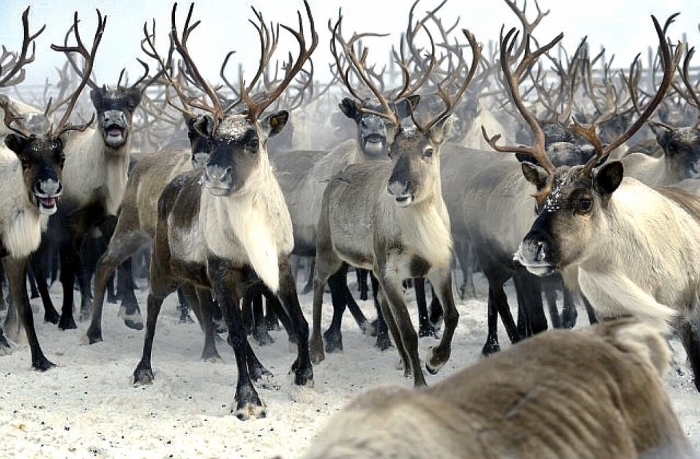 В Якутии существенно сократилось поголовье оленей