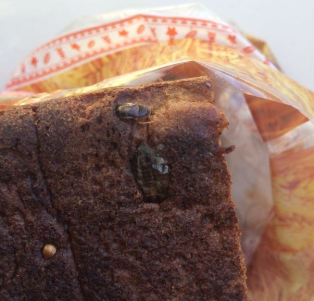 Фотофакт: в якутском хлебе обнаружена «тараканья начинка»