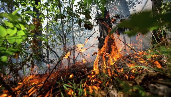 На Дальнем Востоке за сутки сгорели свыше 500 гектаров леса