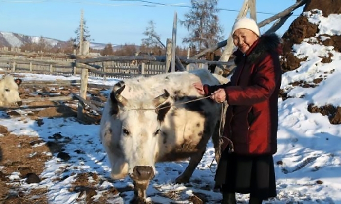 Сократилось поголовье крупного рогатого скота в Якутии