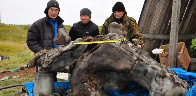 На долю Якутии приходится 77,5 % всех уникальных находок замороженных останков древних животных в мире