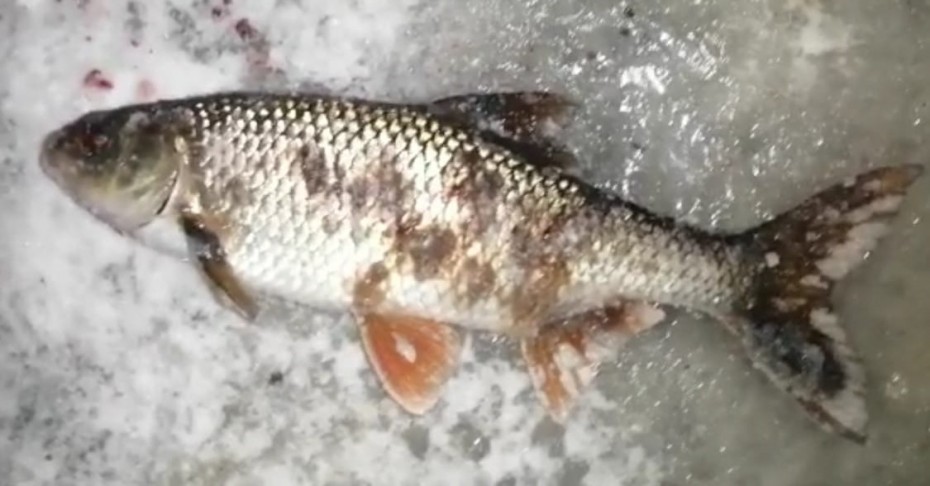 Минэкологии Якутии: Ученые установят причину появления рыб с язвами в Нюрбинском районе